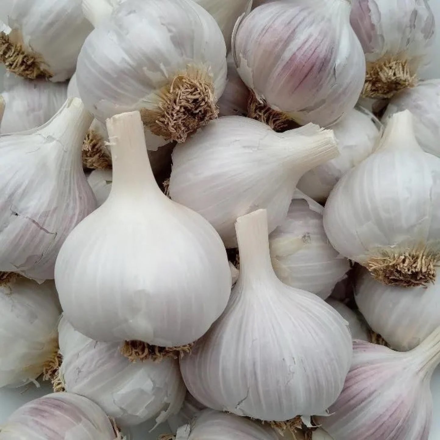 Ajo Rojo garlic bulbs with red-tinged skins, showing full cloves and healthy bulbs ready for planting or cooking.
