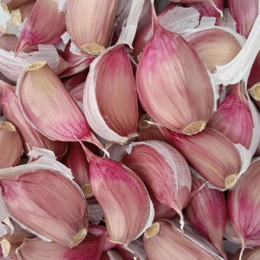 Close-up of Ajo Rojo garlic cloves showing red-tinged skins and firm, healthy cloves ready for planting or cooking.