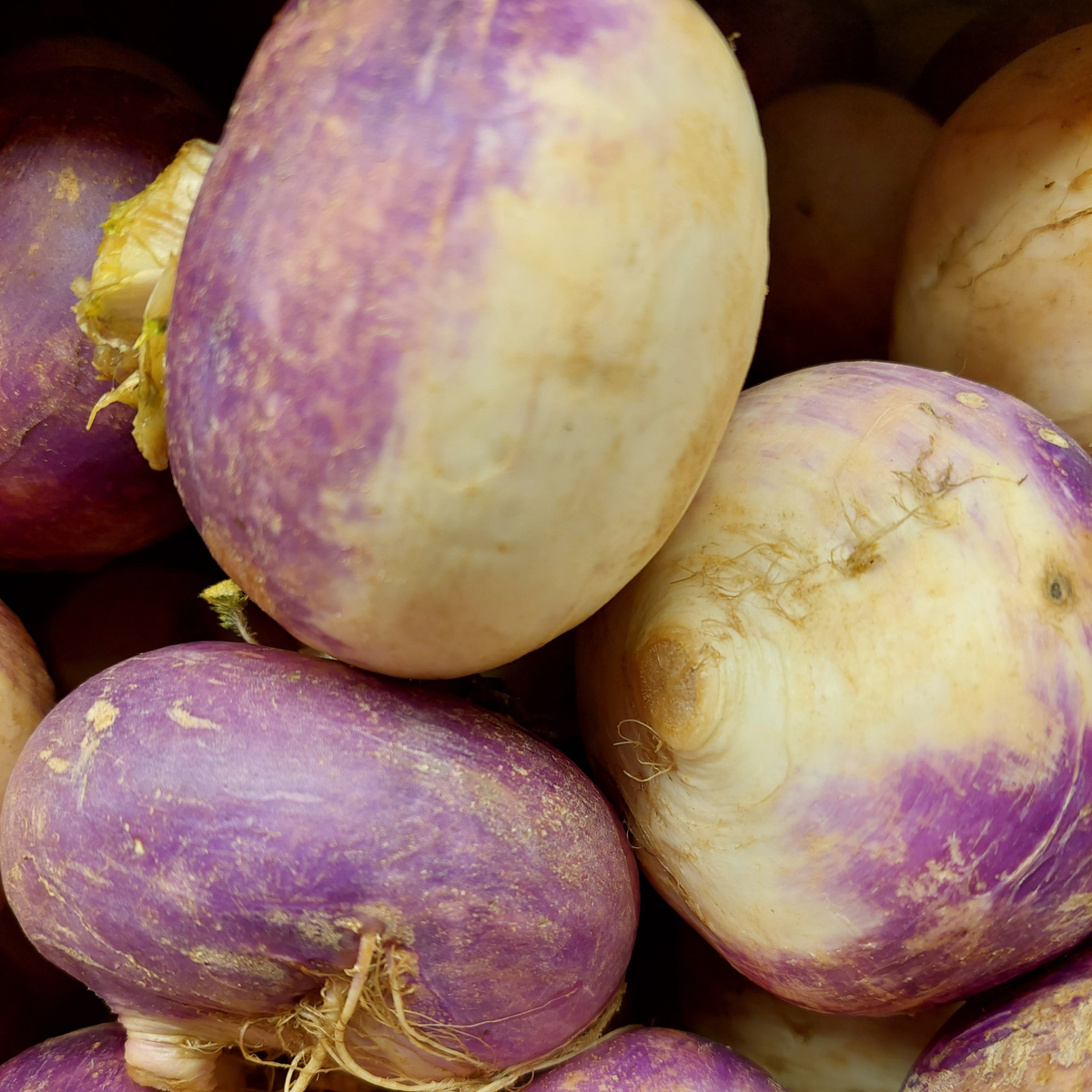 American Purple Top rutabagas with purple shoulders and creamy yellow roots