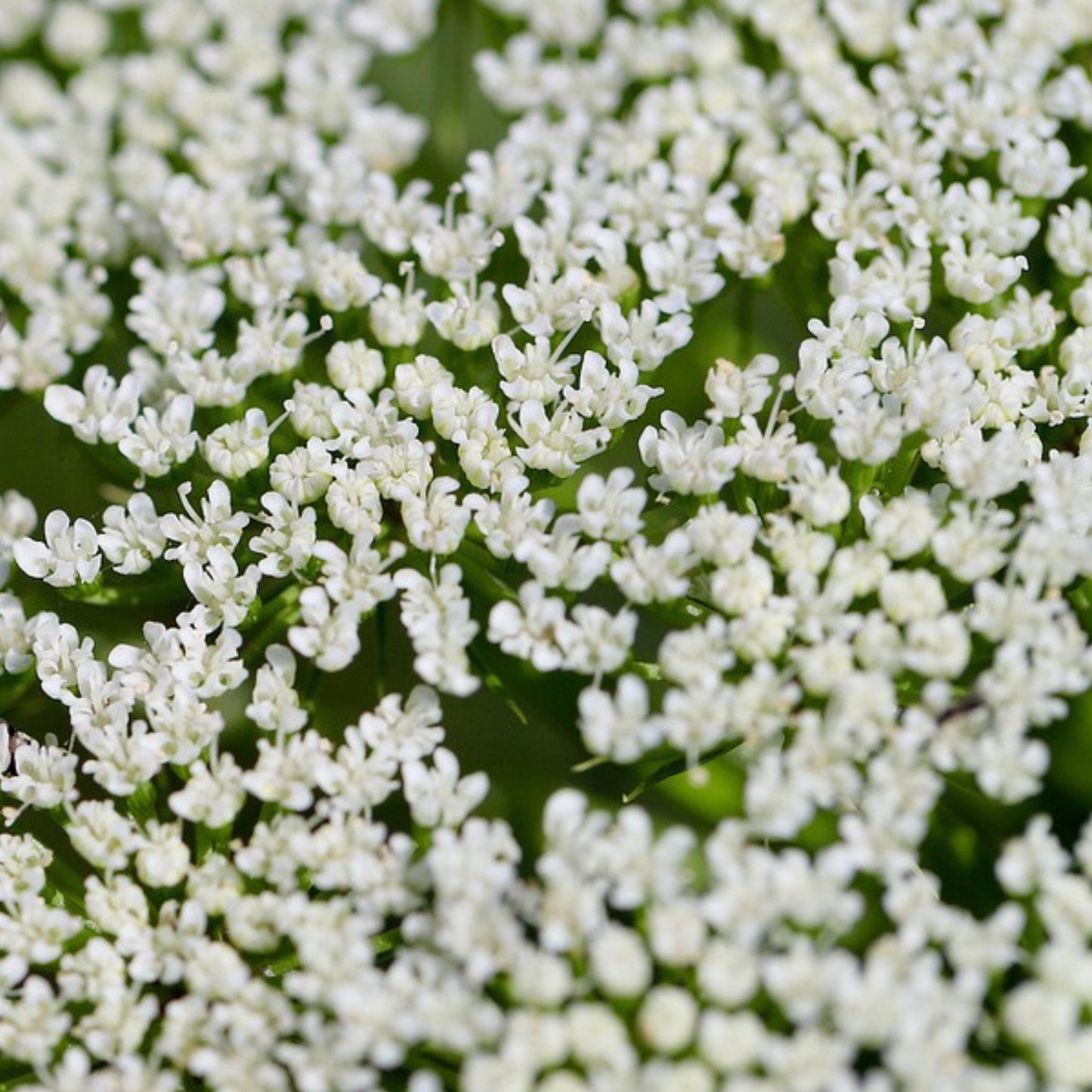 Flowering anise plant with white blooms in garden bed