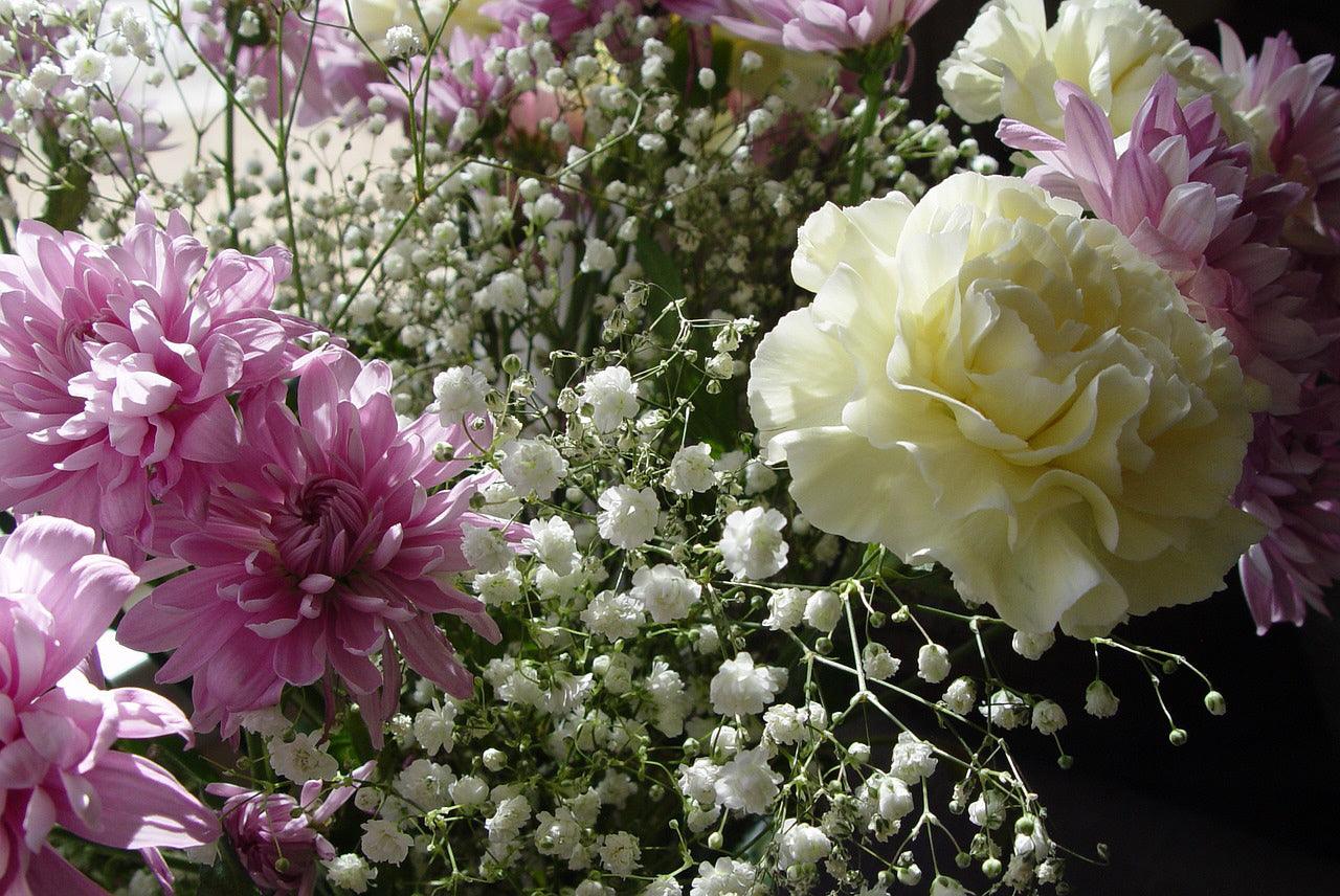 Baby's Breath - Cheap Seeds, LLC