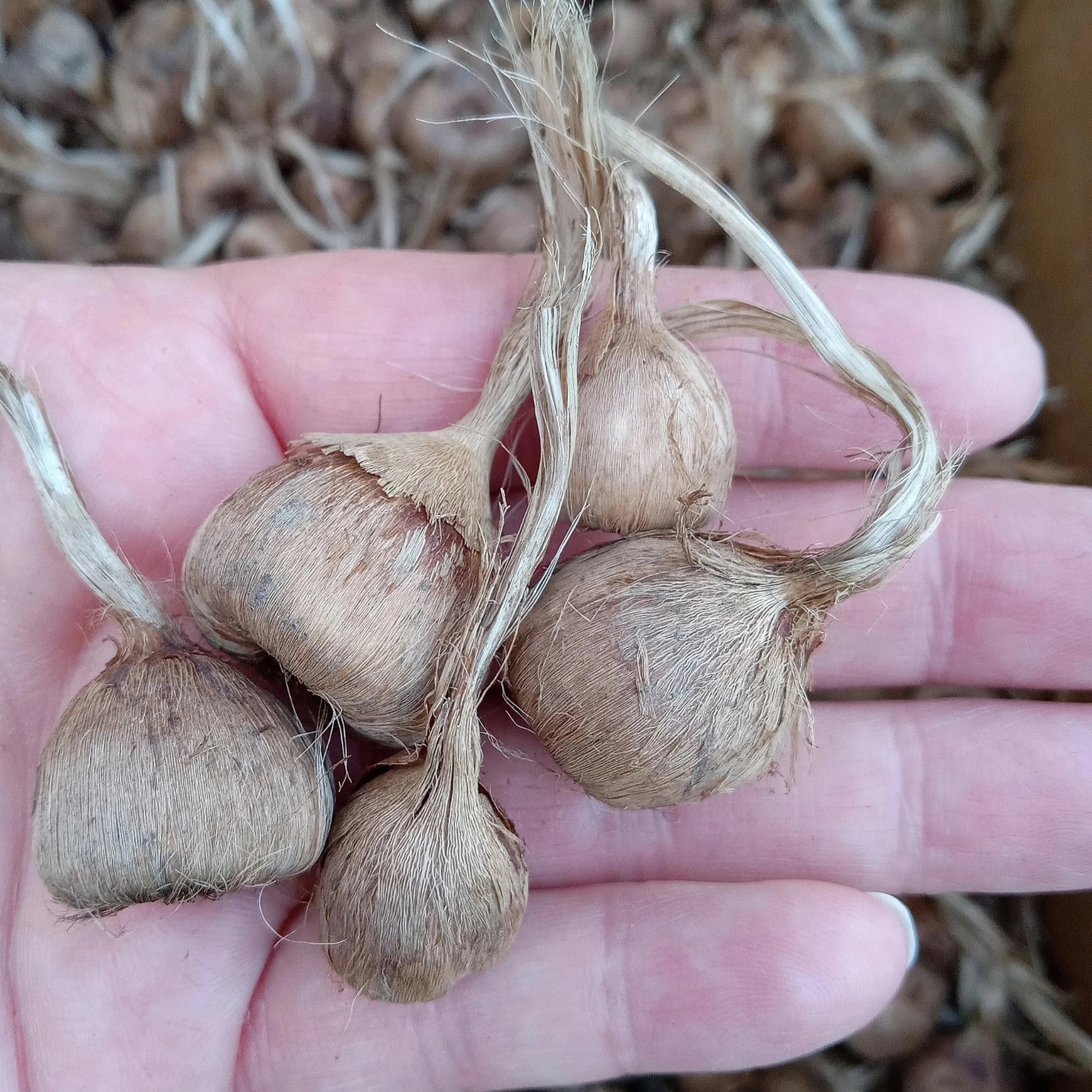 A handful of baby saffron bulbs (Crocus sativus) held in hand, with additional bulbs visible in the background, ready for planting.