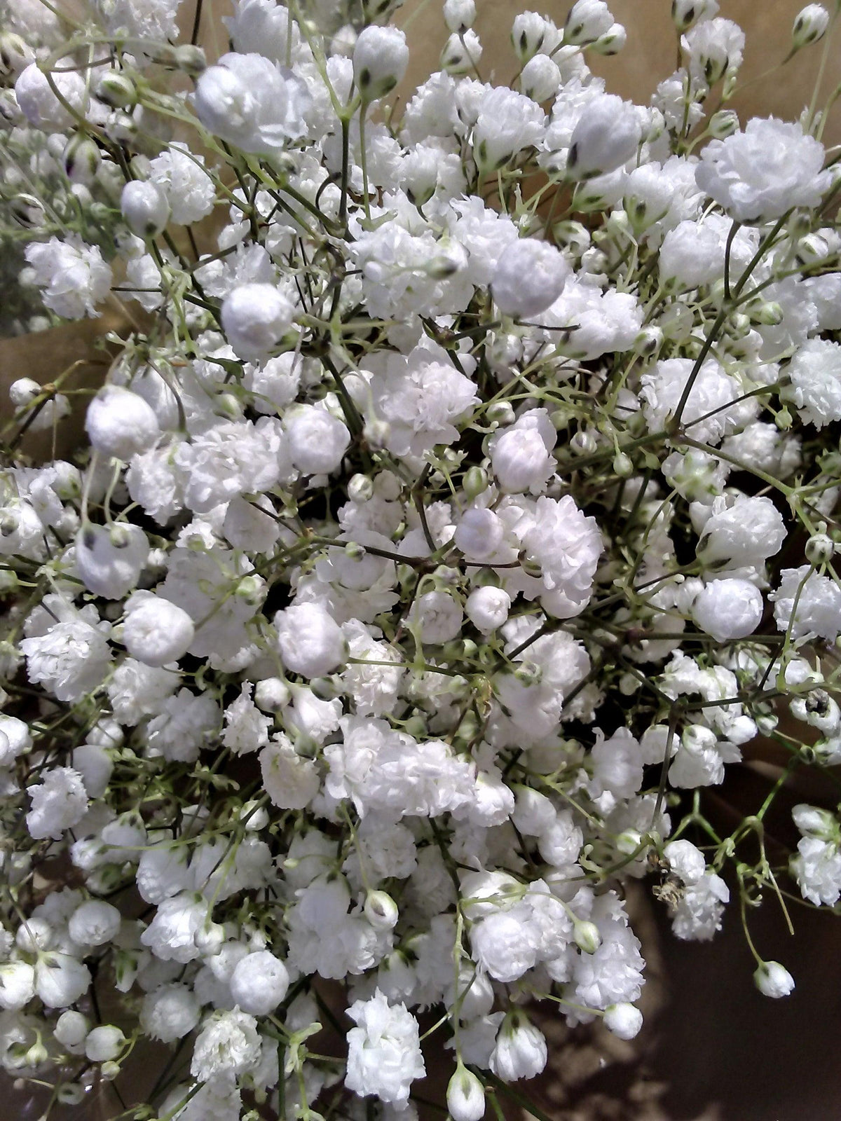 Baby’s Breath plant covered in clusters of small white flowers and buds