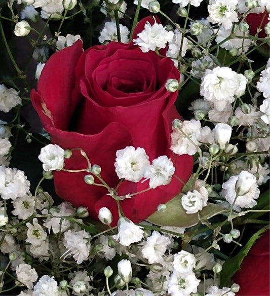 White Baby’s Breath flowers surrounding a red rose in a floral arrangement