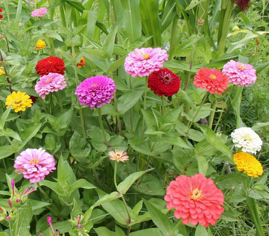 Benary's Giant Zinnia