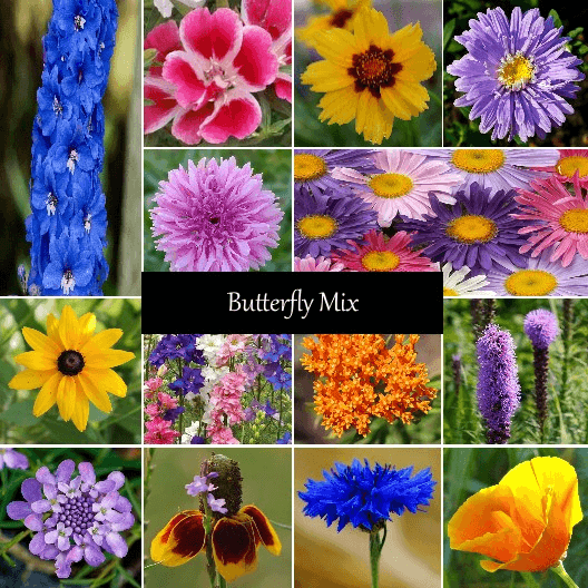 Bird & Butterfly Mixture - Cheap Seeds, LLC