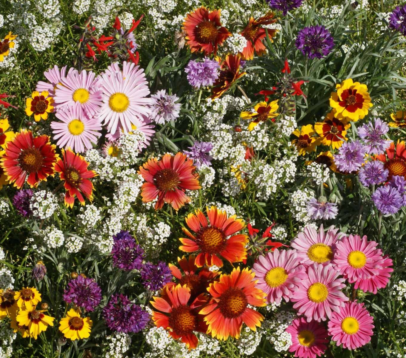 Bird & Butterfly Flower Mix