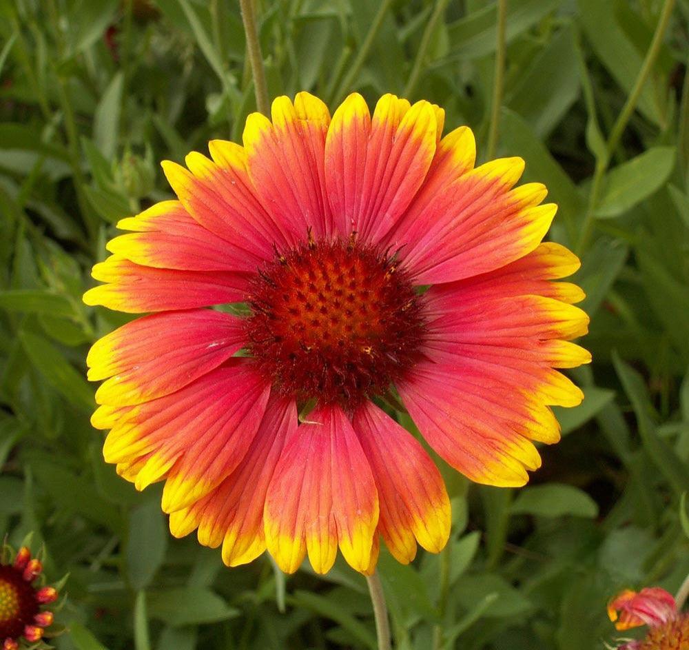 gaillardia flower