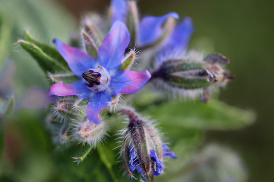 borage flowers