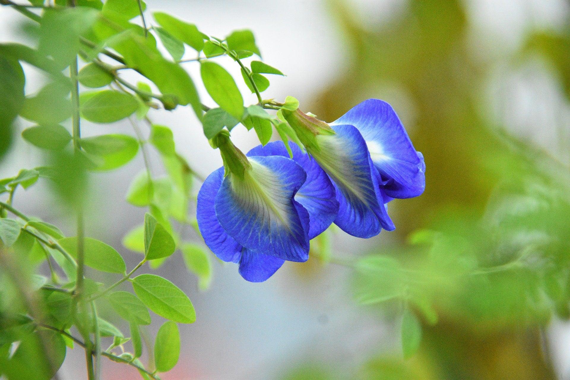 light blue butterfly pea flowers