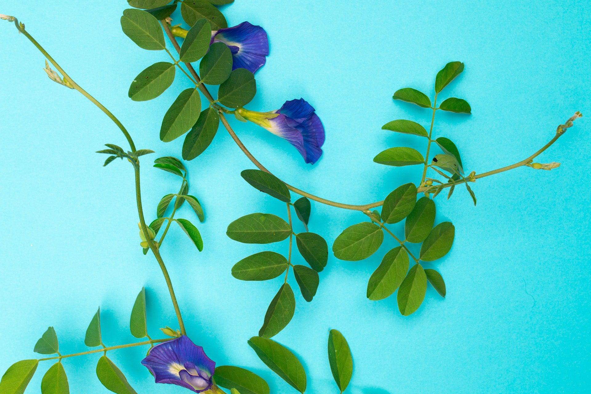 butterfly pea flowers with vines