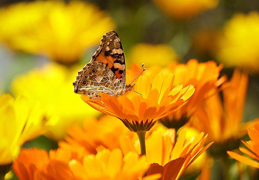 butterfly on calendula flower