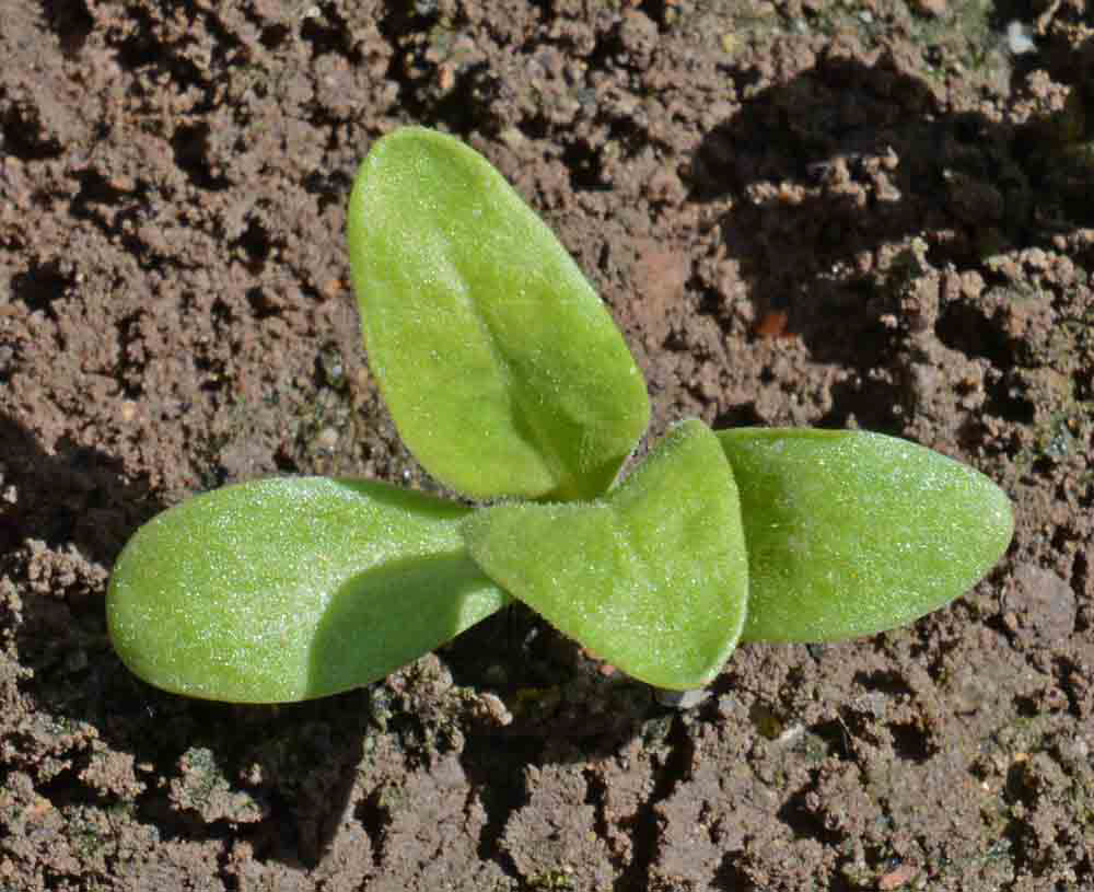 Ball's Orange Calendula