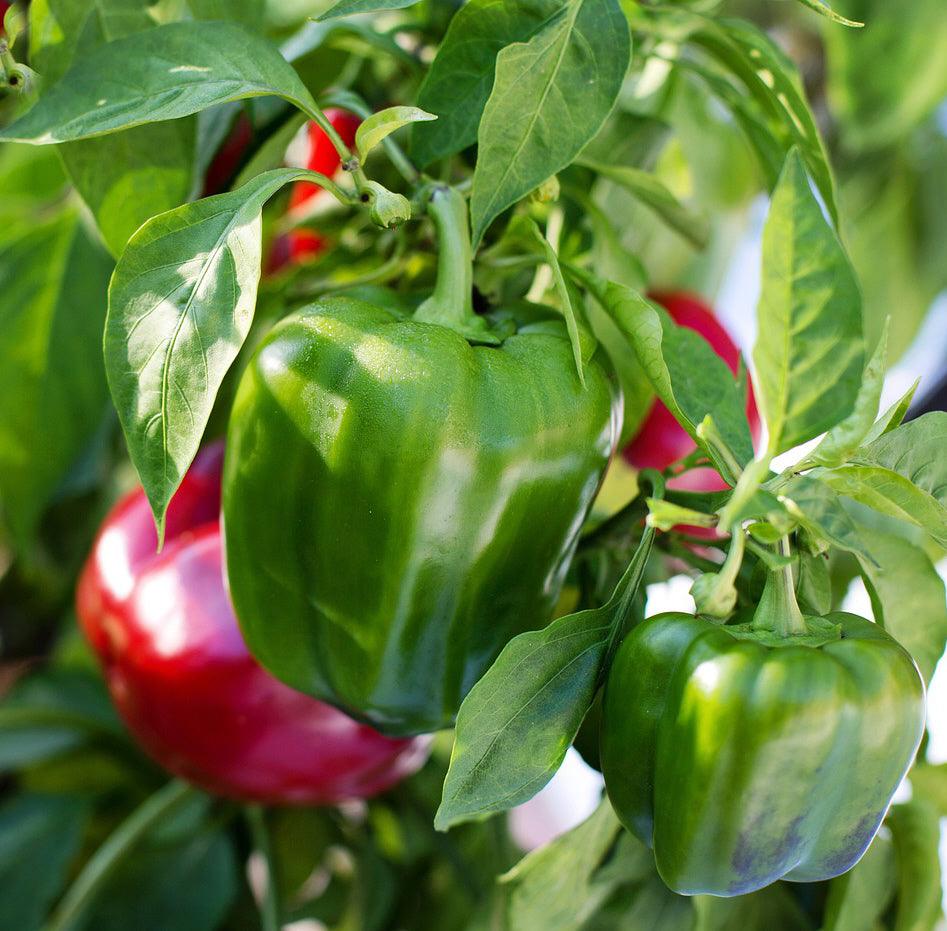 California Wonder Sweet Pepper - Cheap Seeds, LLC