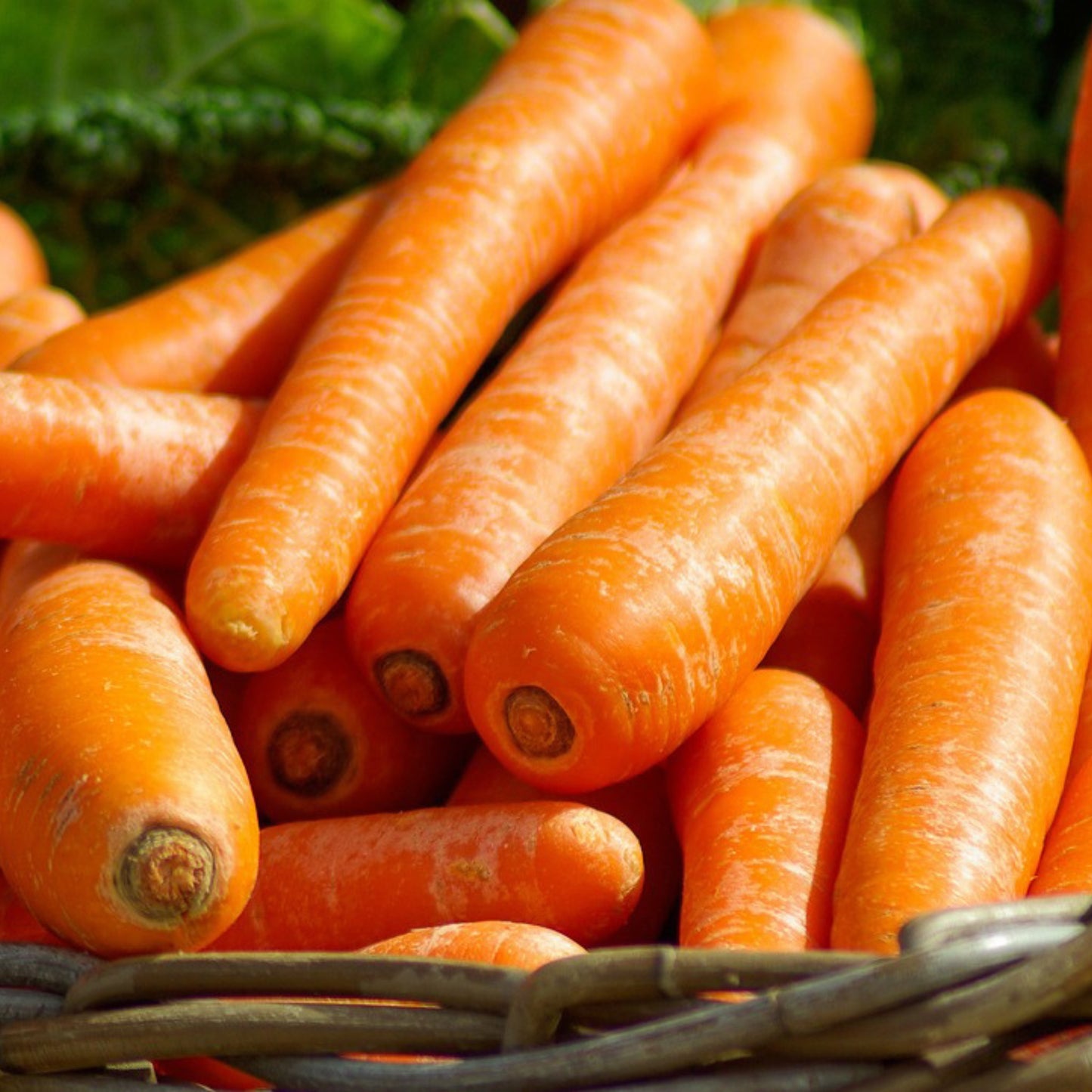 Scarlet Nantes Carrot