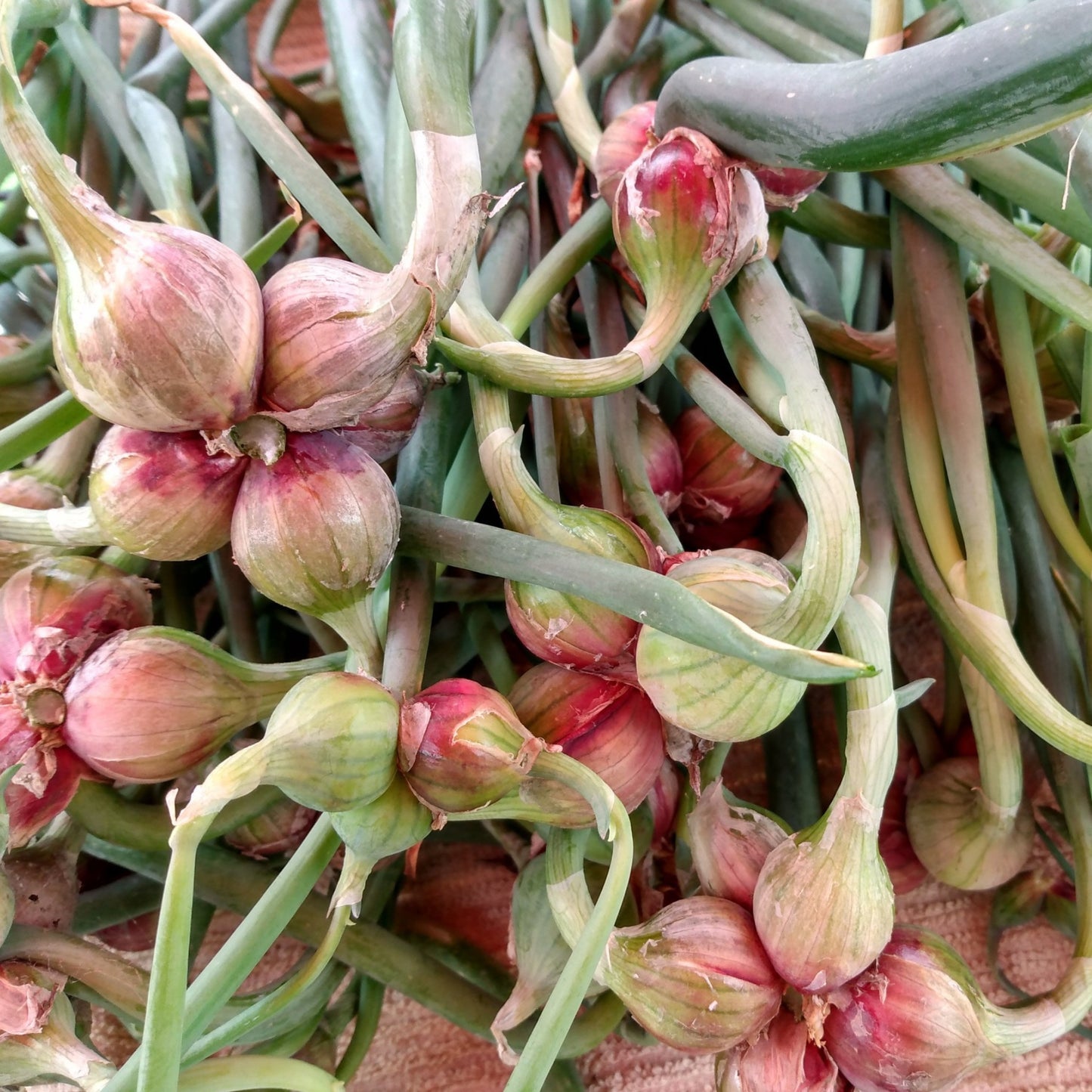 Red Catawissa Walking Onions – Rare Heirloom Perennial