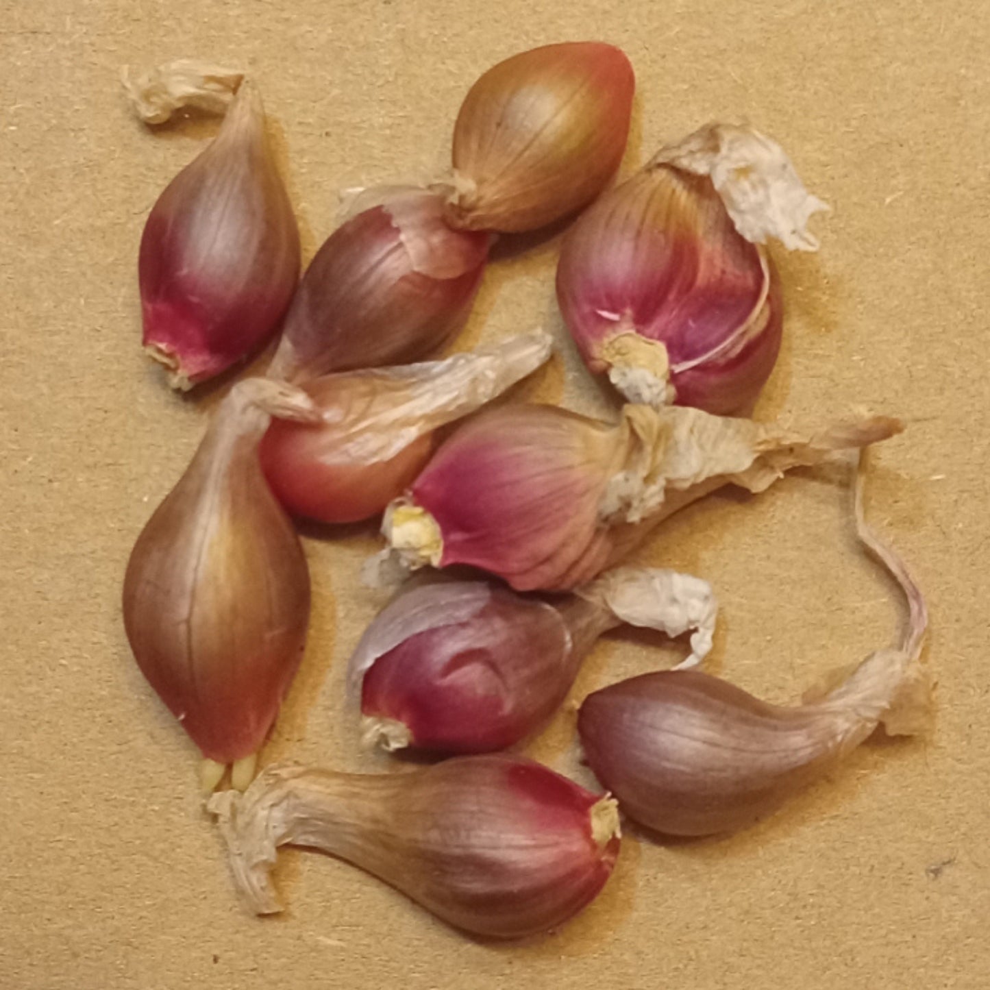 Red Catawissa Walking Onions – Rare Heirloom Perennial
