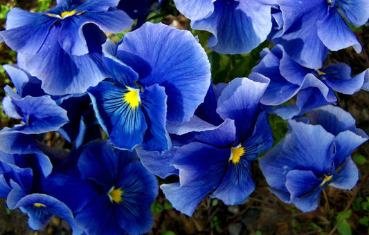 Celestial Blue Pansy