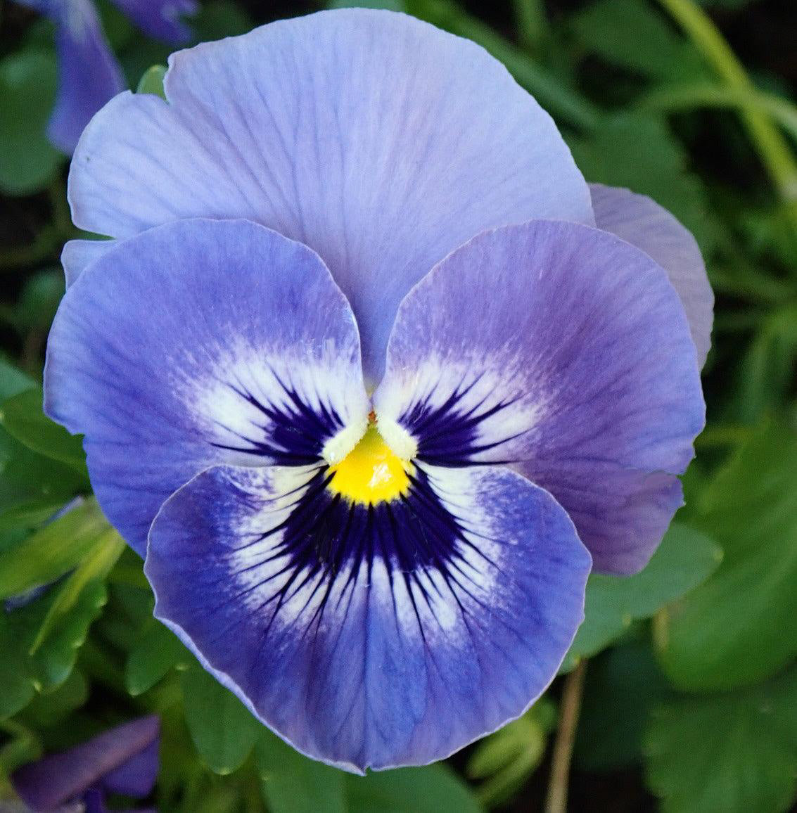 Celestial Blue Pansy