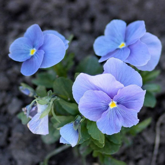 Celestial Blue Pansy