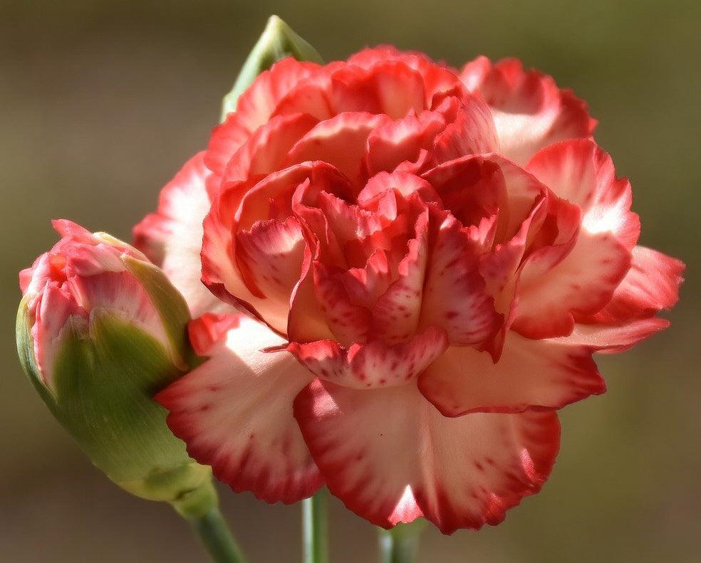 Carnation Chabaud