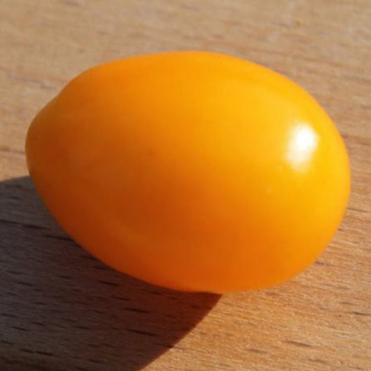 A single Chang Li yellow cherry tomato showing its petite, round, golden fruit.