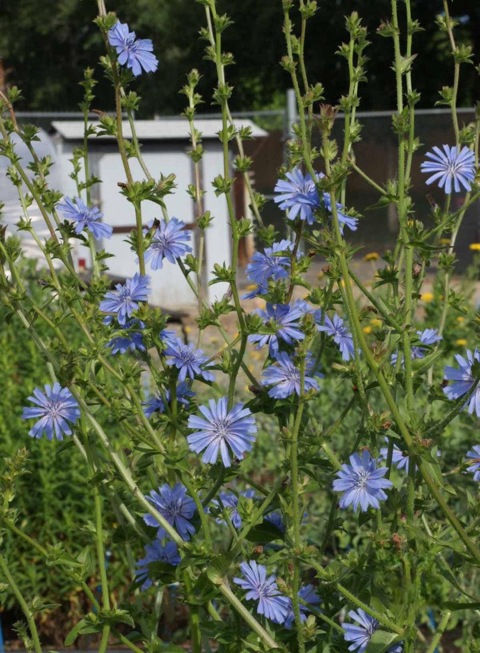 Chicory - Cheap Seeds, LLC