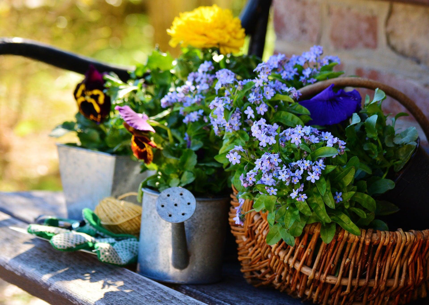 Forget Me Not, Chinese - Cheap Seeds, LLC
