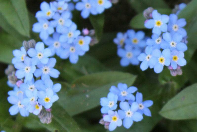 Forget Me Not, Chinese - Cheap Seeds, LLC