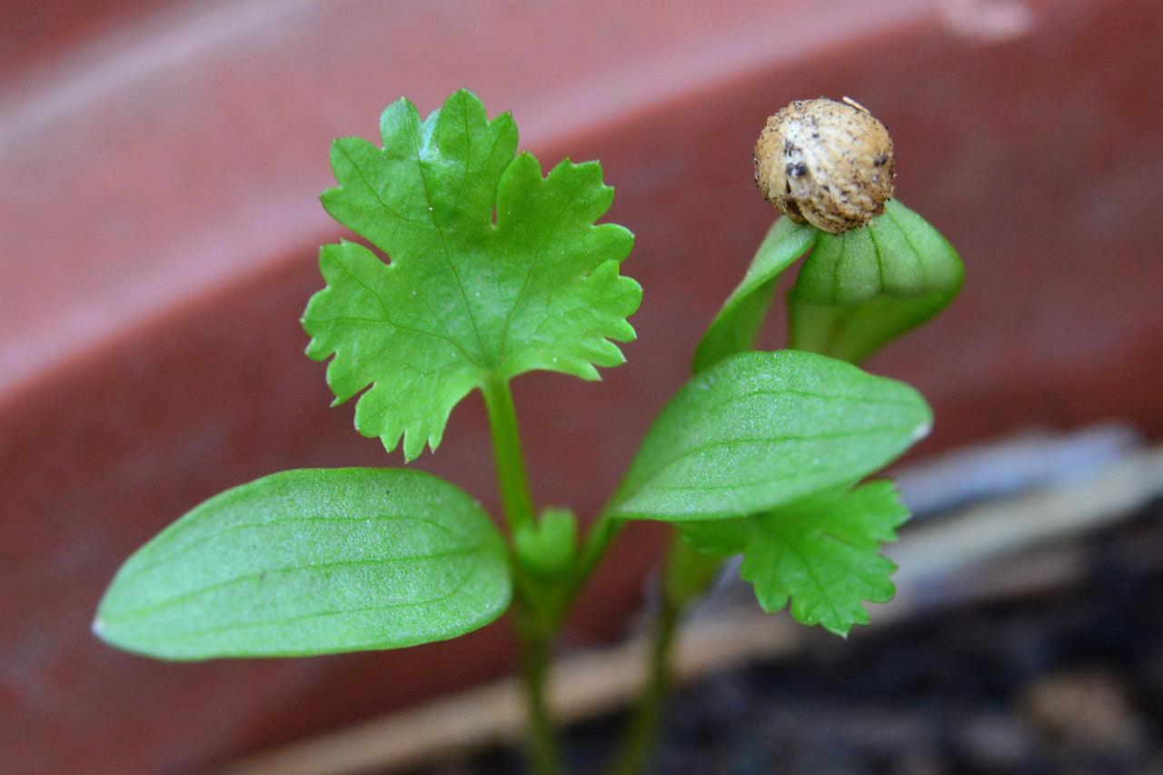 Cilantro Slow Bolt - Cheap Seeds, LLC