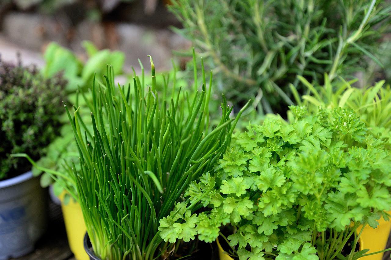 Cilantro Slow Bolt - Cheap Seeds, LLC