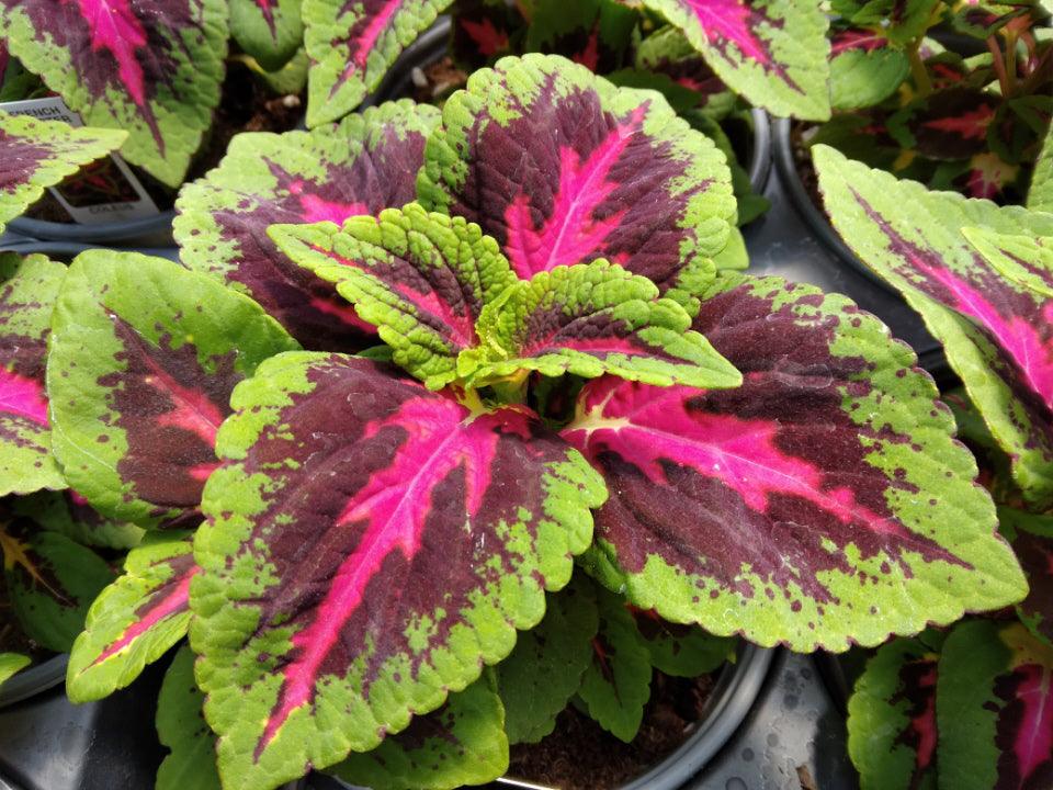 Coleus Rainbow Mix - Cheap Seeds, LLC