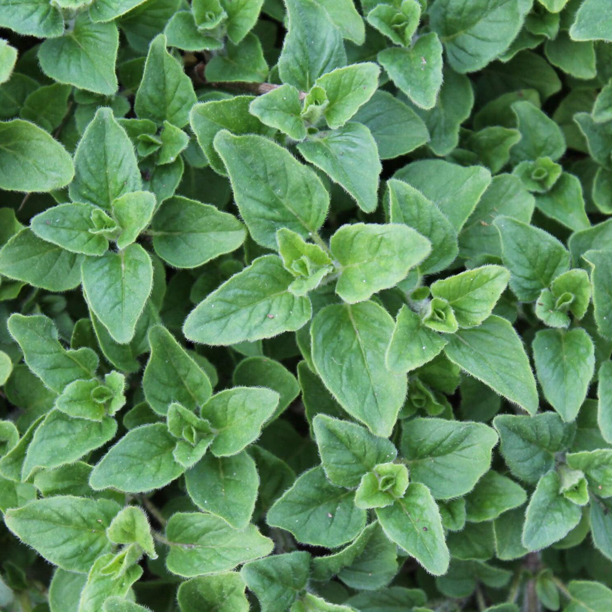 Common Italian Oregano (Origanum vulgare) herb plant growing with lush, aromatic green leaves, a perennial culinary herb perfect for Italian cooking, pizza, and pasta sauces.