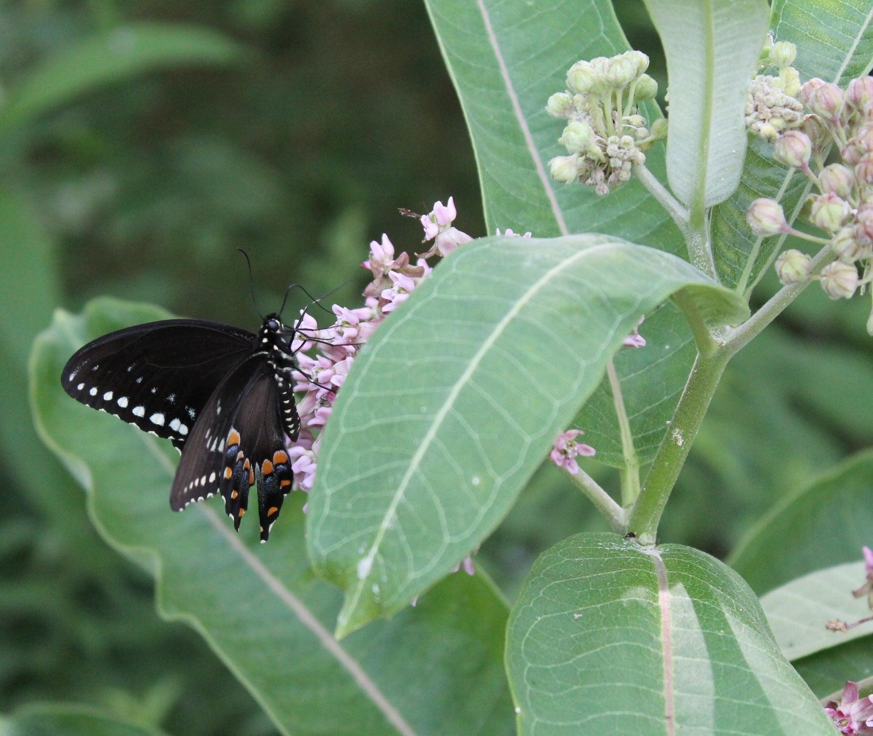 Common Milkweed - Cheap Seeds, LLC