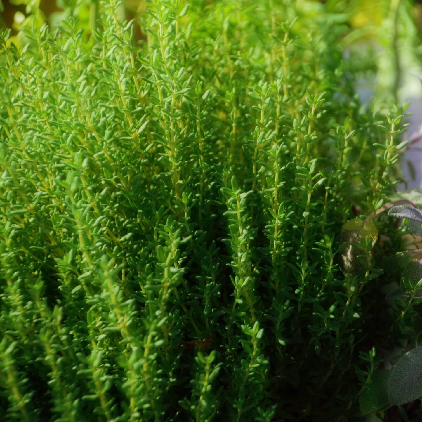 Common thyme plant (Thymus vulgaris) growing in garden with small green leaves