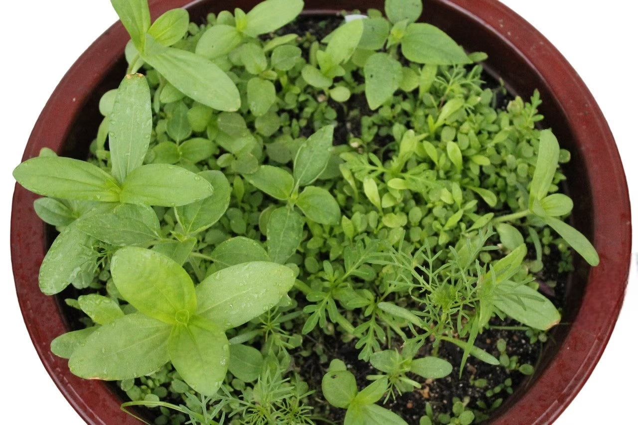 Fragrant Flower Seed Mixture