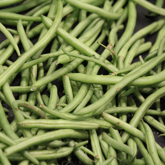 Freshly harvested Contender Bush Bean pods ready for cooking or storage