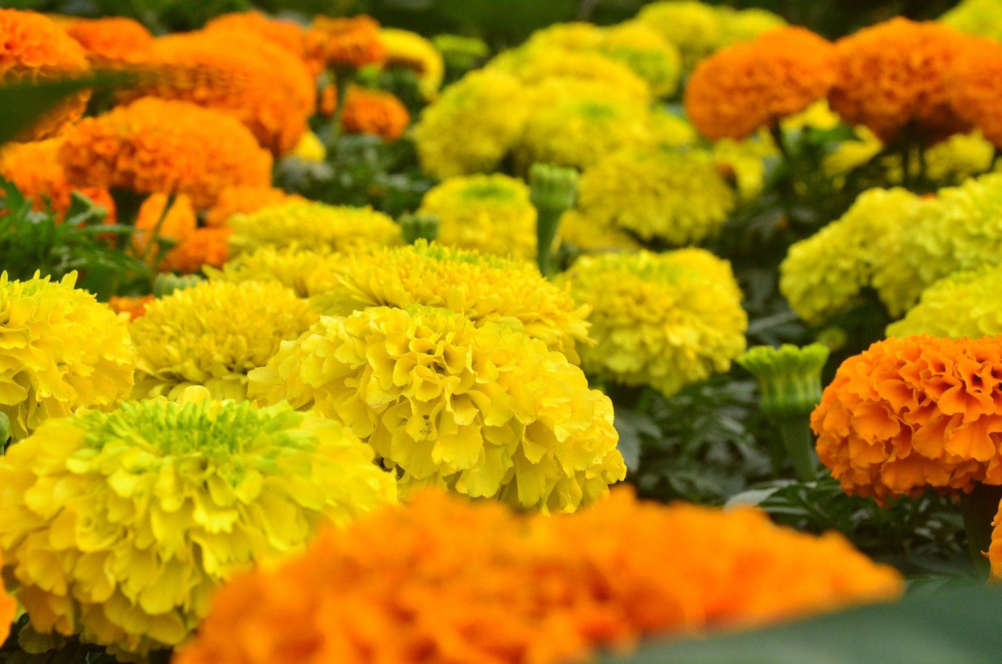 African Marigold Crackerjack
