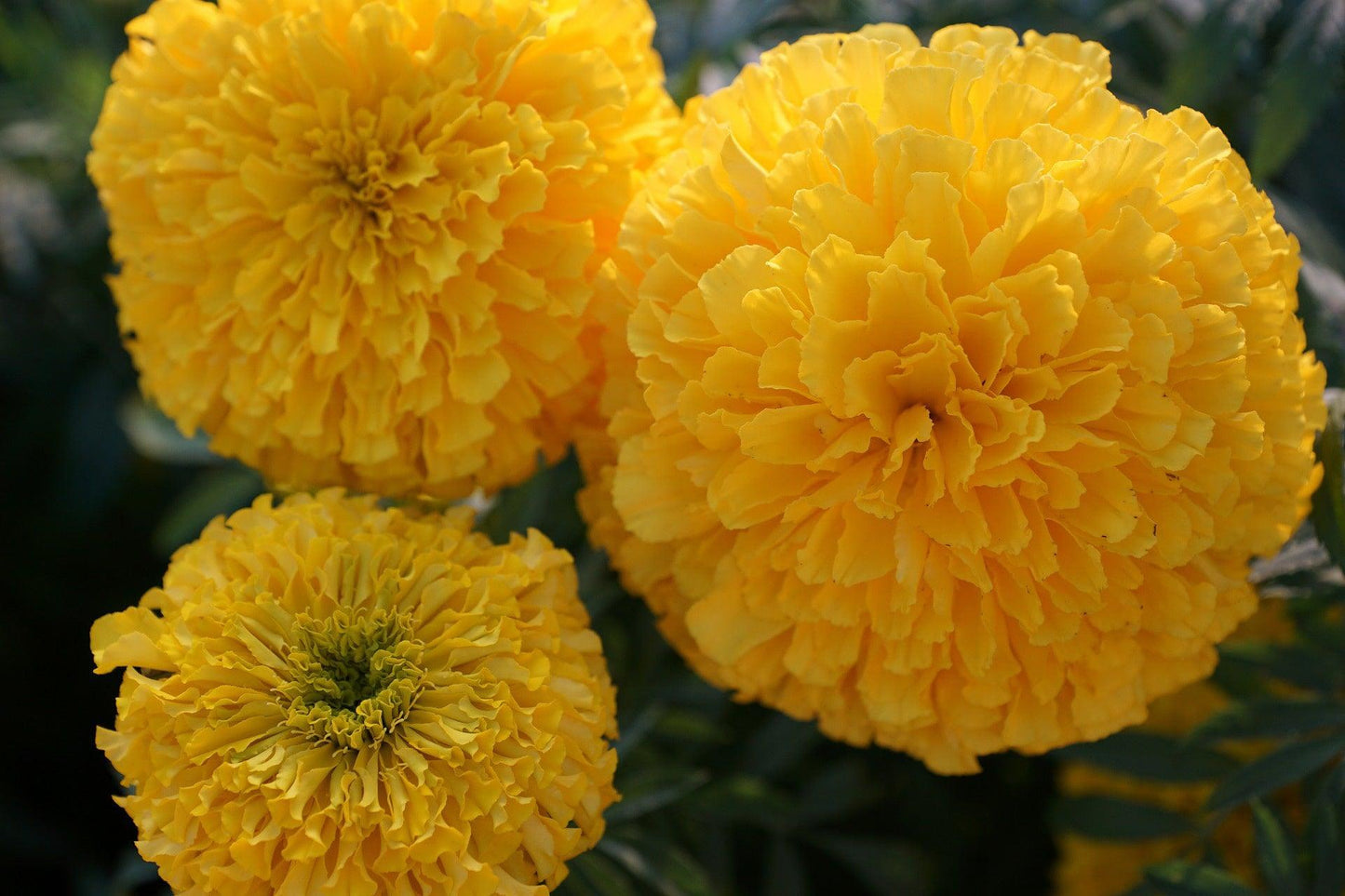 African Marigold Crackerjack