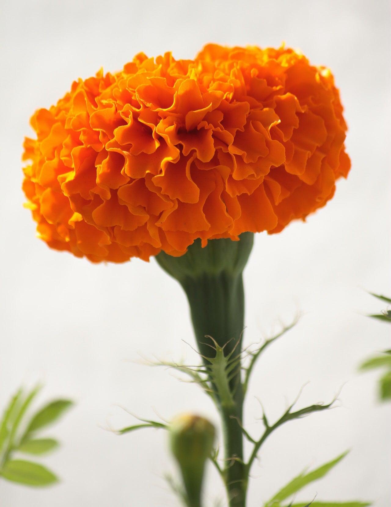 African Marigold Crackerjack