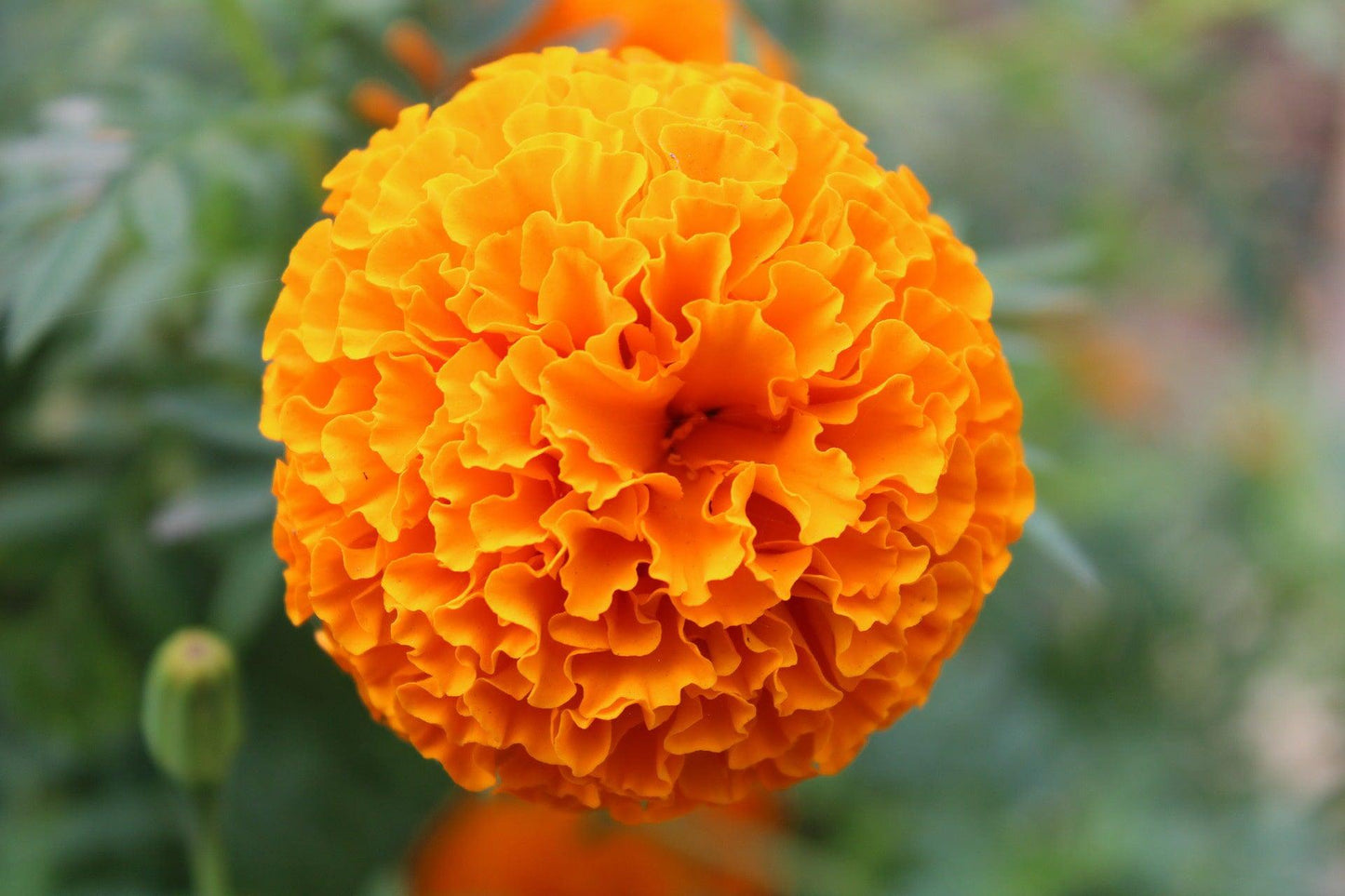 African Marigold Crackerjack