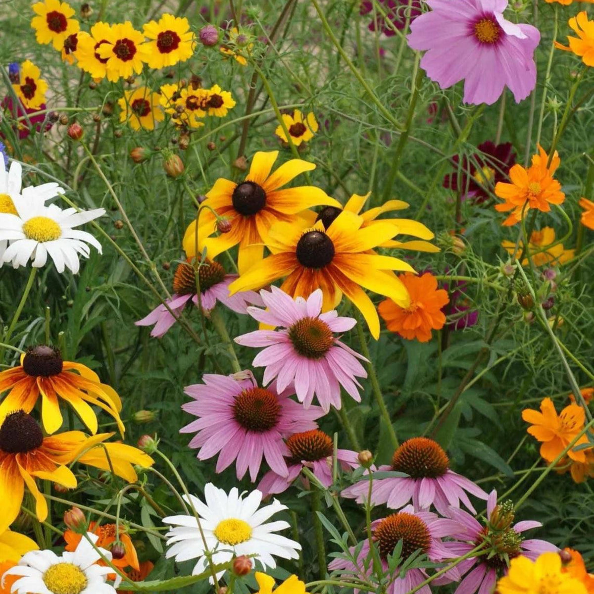 Cut Flower Seed Mix with colorful yellow, pink, white, and orange flowers growing in a cutting garden