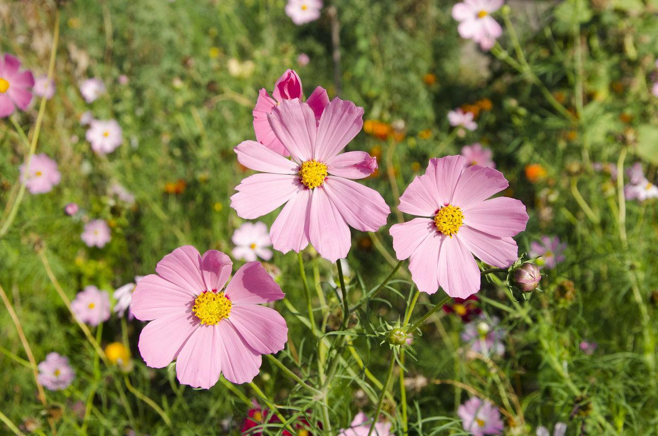 Cut Flower Mix - Cheap Seeds, LLC