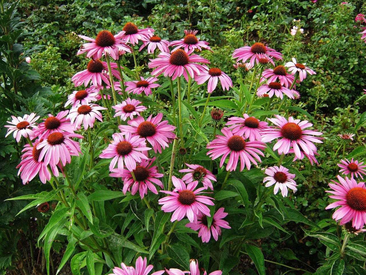 Cut Flower Mix - Cheap Seeds, LLC