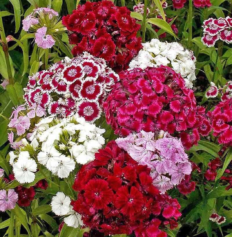 Cut Flower Mix - Cheap Seeds, LLC