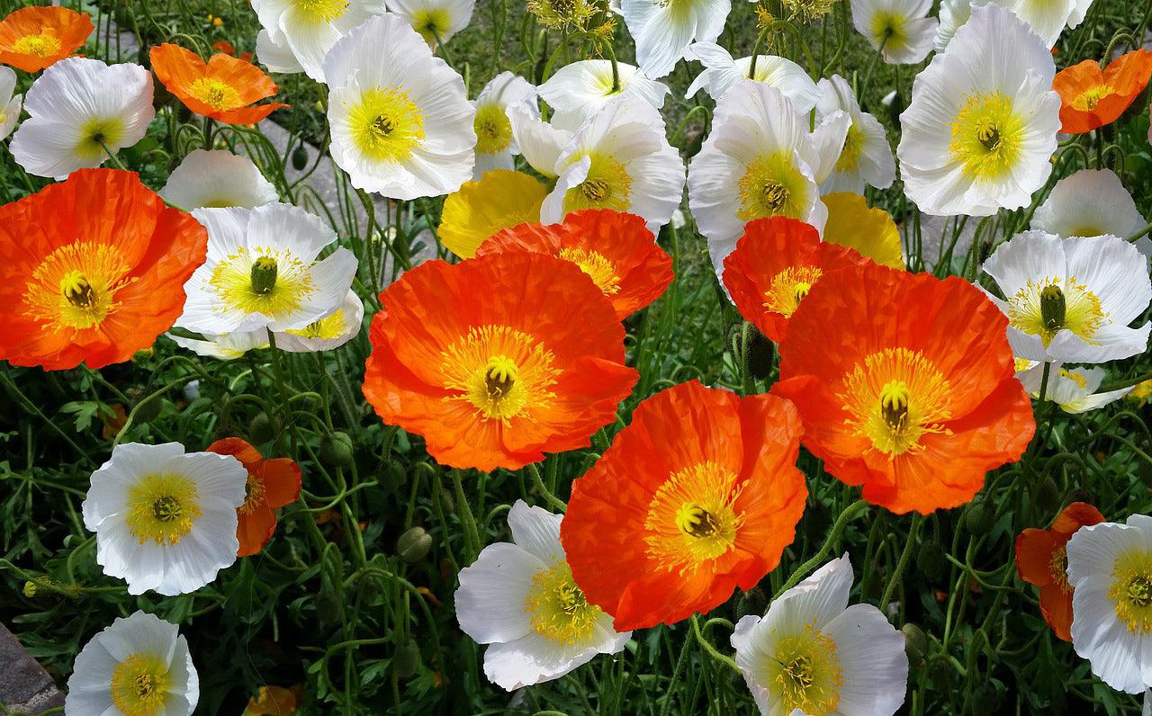 Cut Flower Mix - Cheap Seeds, LLC