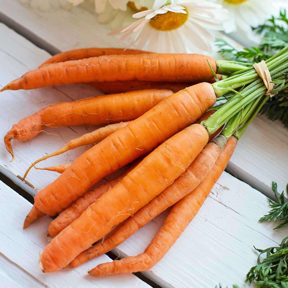 Fresh Danvers carrots with orange roots and green tops ready for harvest
