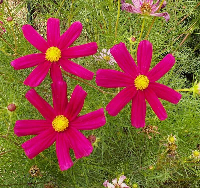 Dazzler Pink Cosmos - Cheap Seeds, LLC
