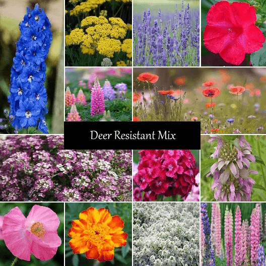 Deer Resistant Seed Mixture - Cheap Seeds, LLC