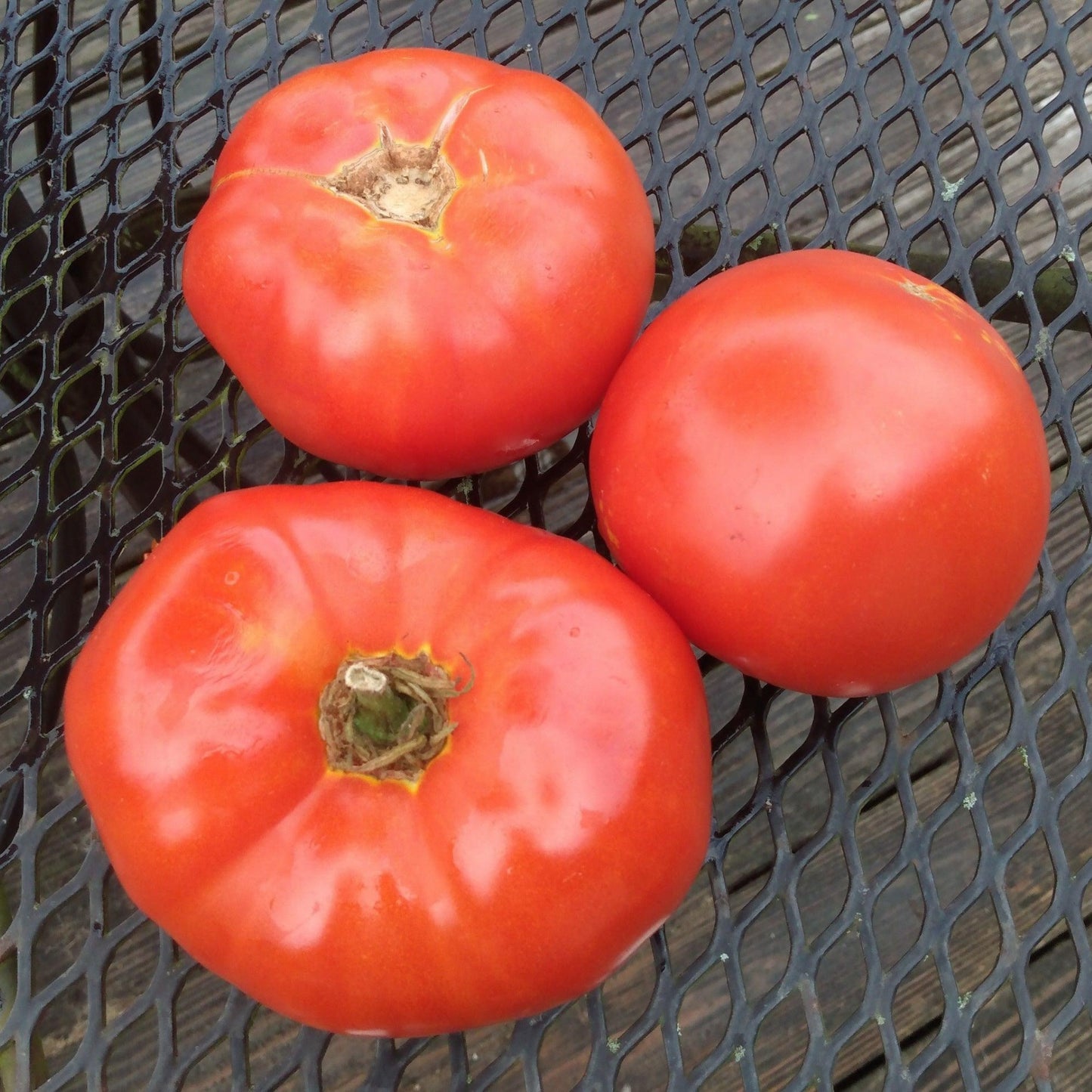 Delicious Tomato